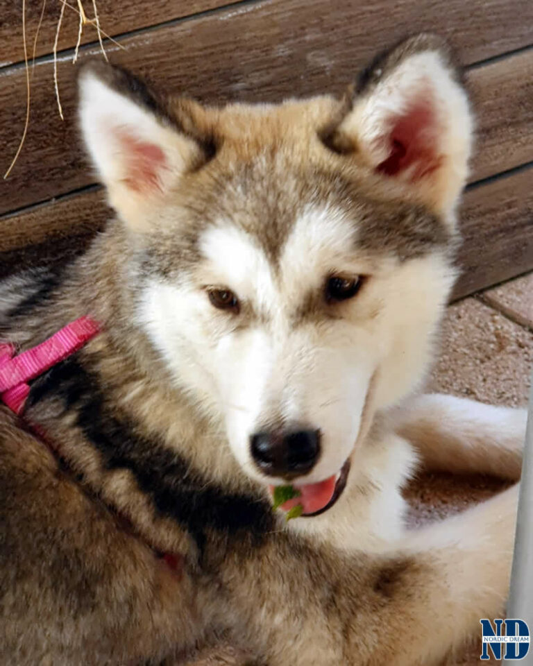 Cucciolo Alaskan Malamute