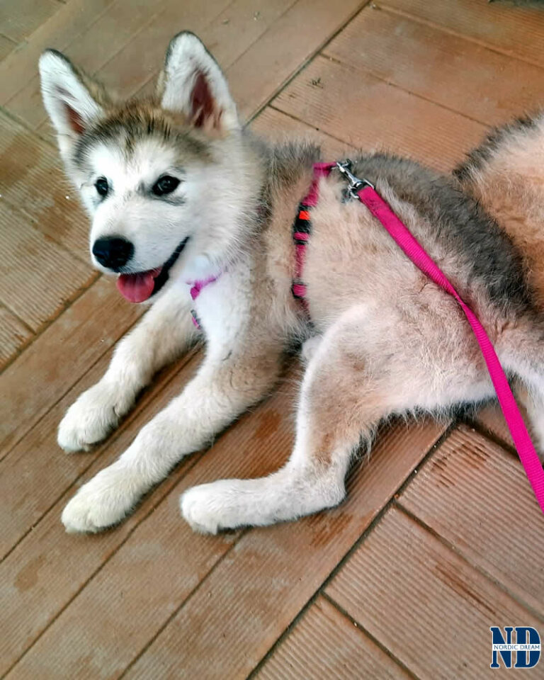 Cucciolo Alaskan Malamute