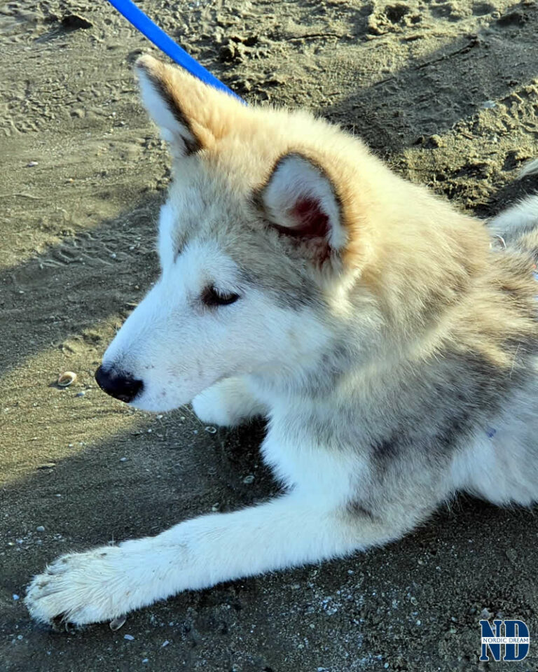 Cucciolo Alaskan Malamute