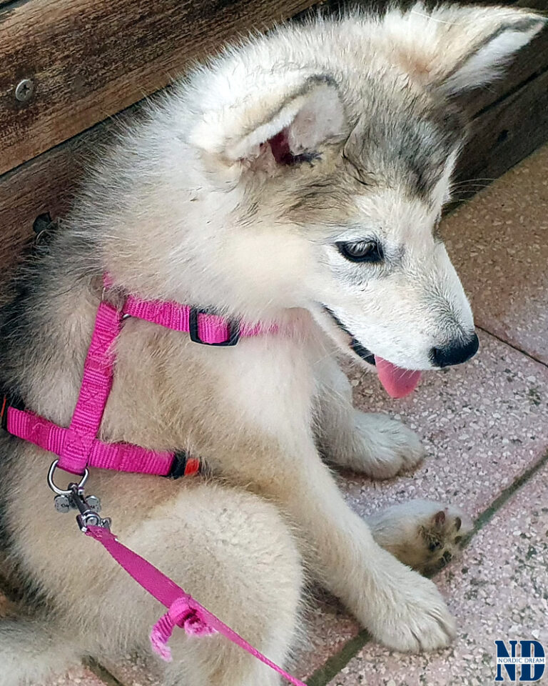 Cucciolo Alaskan Malamute