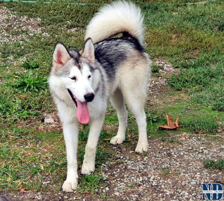 Trinity of the Nordic Dream - Alaskan Malamute