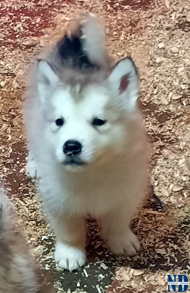 Cucciolo Alaskan Malamute