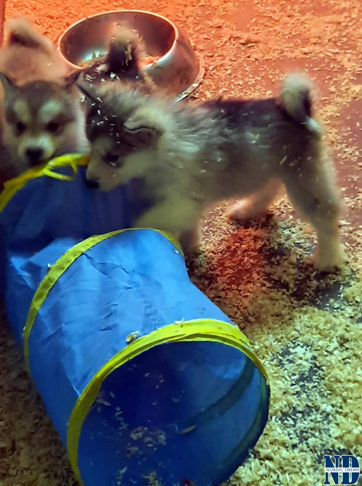 Cuccioli Alaskan Malamute