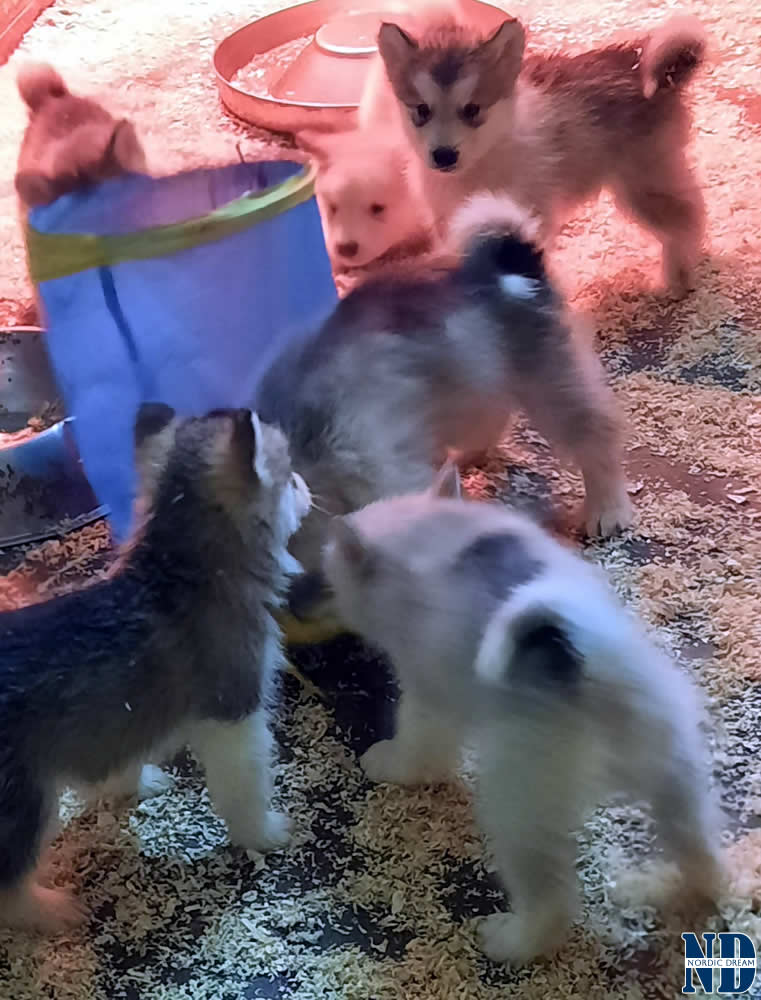 Cuccioli Alaskan Malamute