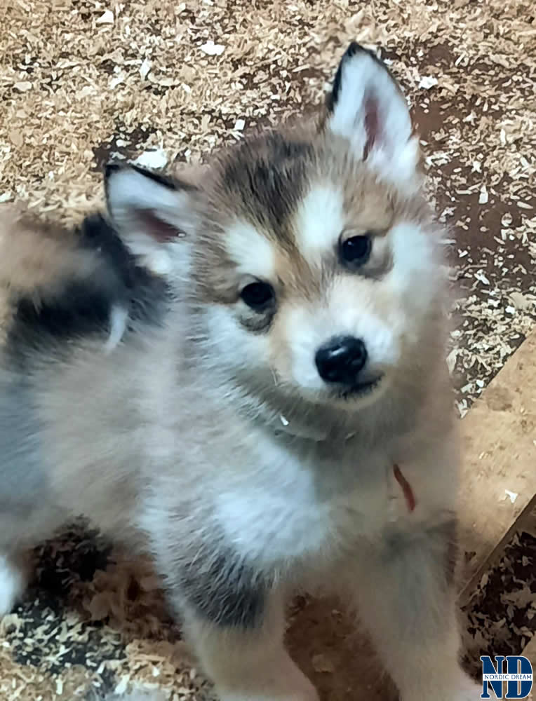 Cucciolo Alaskan Malamute