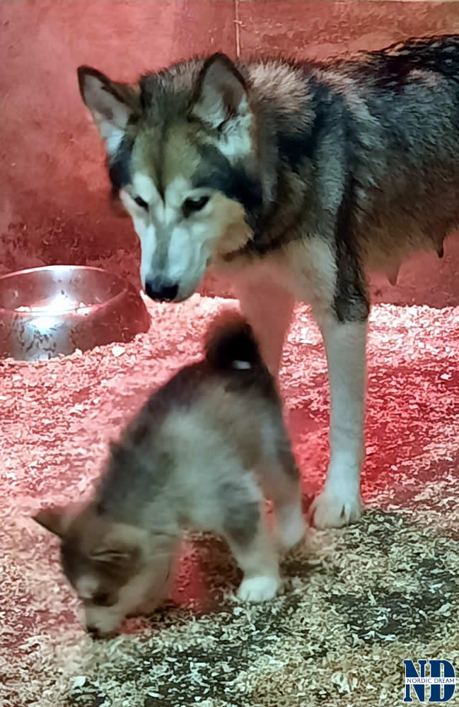 Cuccioli Alaskan Malamute