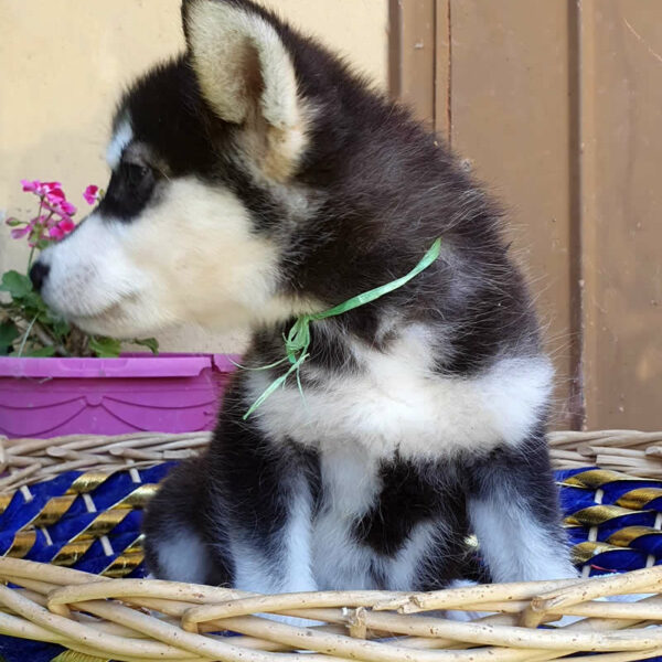 Cucciolo femmina Alaskan Malamute