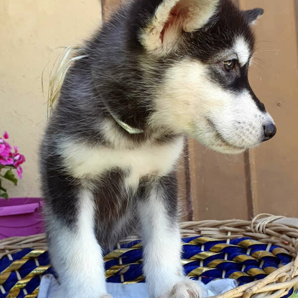 Cucciolo femmina Alaskan Malamute