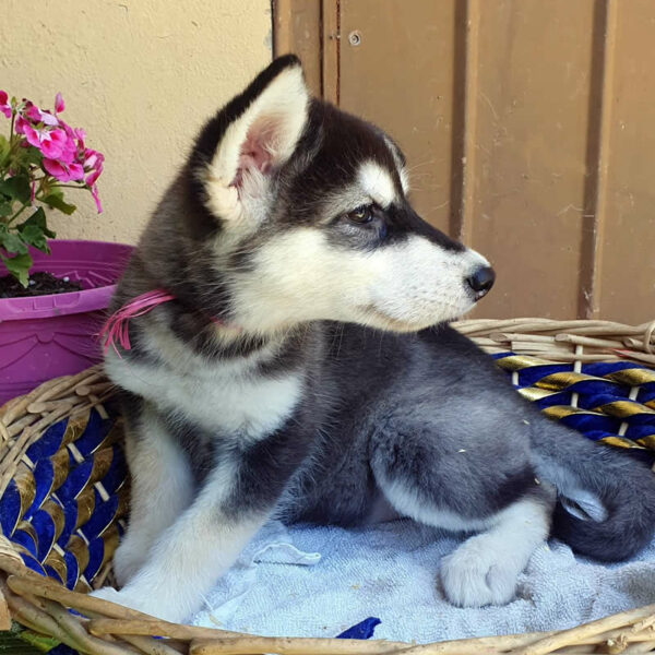 Cucciolo femmina Alaskan Malamute