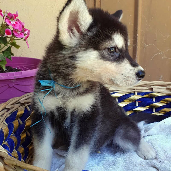 Cucciolo femmina Alaskan Malamute