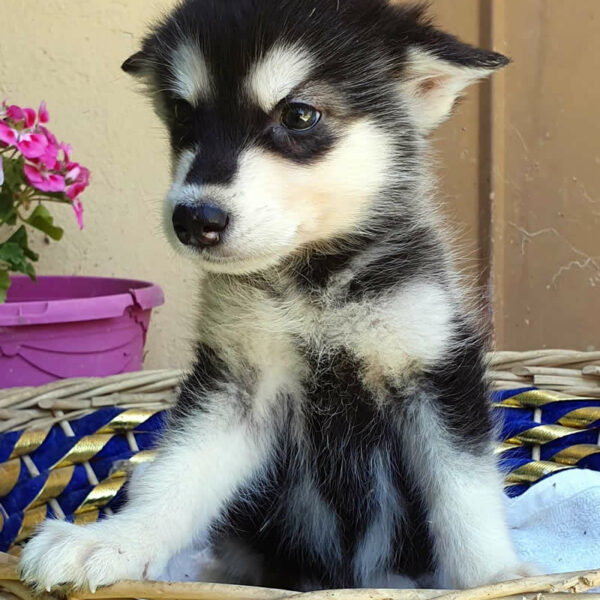 Cucciolo femmina Alaskan Malamute