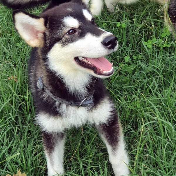 Cucciolo Alaskan Malamute Nordic Dream