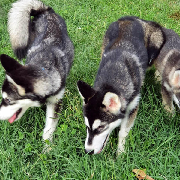 Cucciolo Alaskan Malamute Nordic Dream