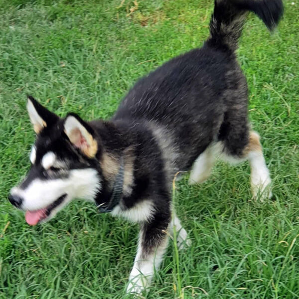 Cucciolo Alaskan Malamute Nordic Dream