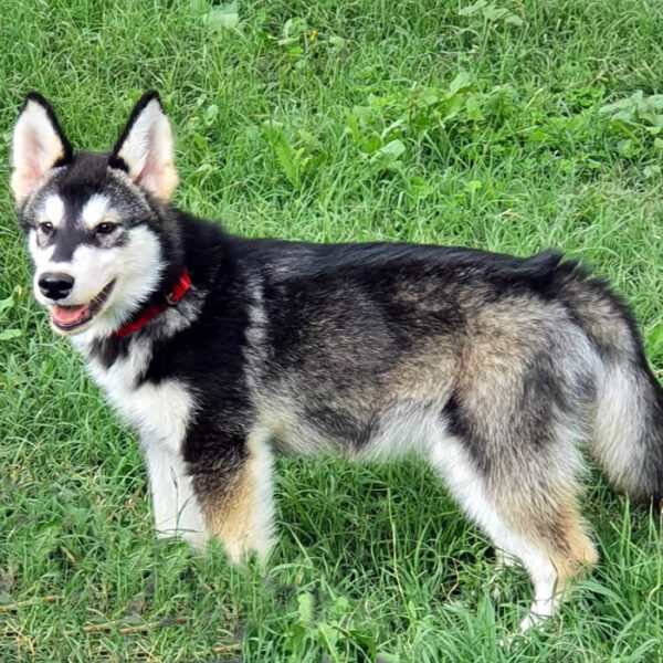 Cucciolo Alaskan Malamute Nordic Dream