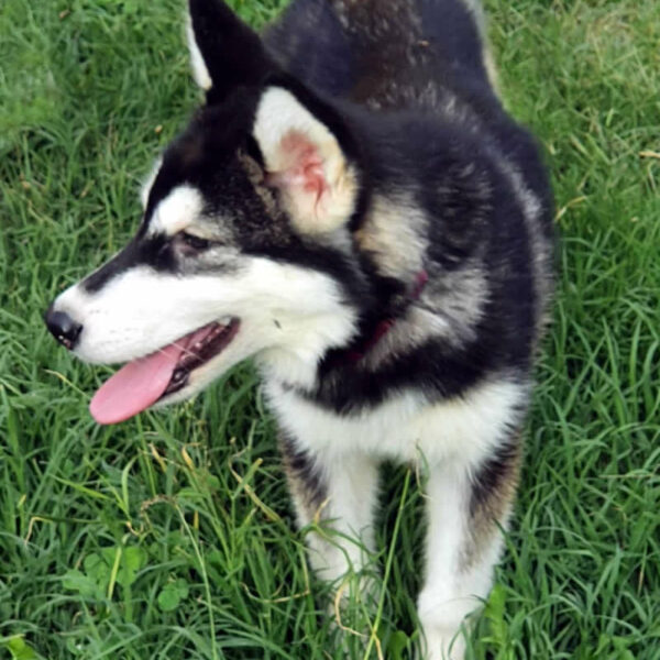Cucciolo Alaskan Malamute Nordic Dream