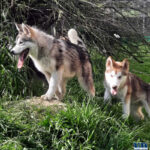 Cucciolo Malamute