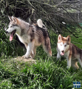 Cucciolo Malamute