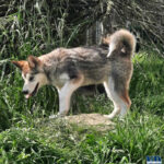 Cucciolo Malamute