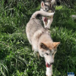 Cucciolo Malamute