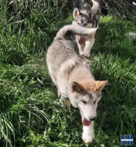 Cucciolo Malamute