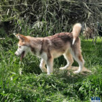 Cucciolo Malamute