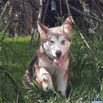 Cucciolo Malamute