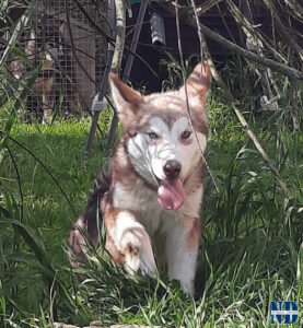 Cucciolo Malamute