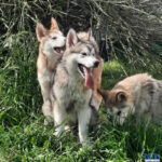Cucciolo Malamute