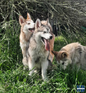 Cucciolo Malamute