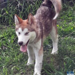 Cucciolo Malamute