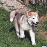 Cucciolo Malamute