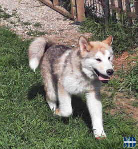 Cucciolo Malamute