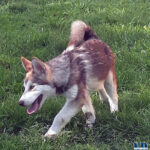 Cucciolo Malamute