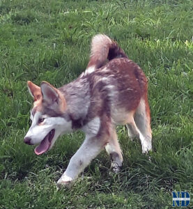Cucciolo Malamute