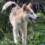 Cucciolo Malamute