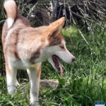 Cucciolo Malamute