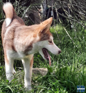 Cucciolo Malamute