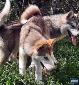 Cucciolo Malamute