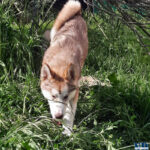 Cucciolo Malamute