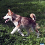 Cucciolo Malamute