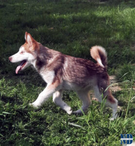 Cucciolo Malamute