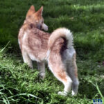 Cucciolo Malamute