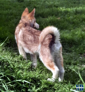 Cucciolo Malamute
