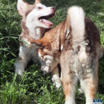Cucciolo Malamute