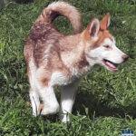 Cucciolo Malamute