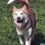 Cucciolo Malamute