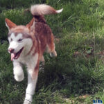 Cucciolo Malamute