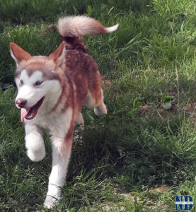 Cucciolo Malamute