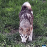 Cucciolo Malamute